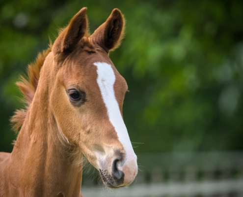 Veulen en scooter voor zus winstuitdeling bij DGA