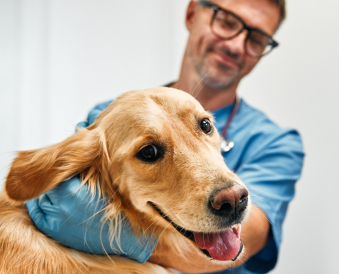 Hond mee naar de baas