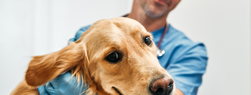 Hond mee naar de baas