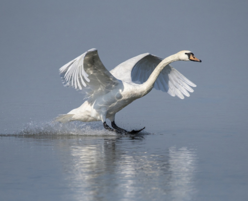 Toch zachtere start handhaving op schijnzelfstandigheid