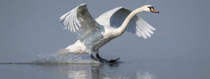 Toch zachtere start handhaving op schijnzelfstandigheid