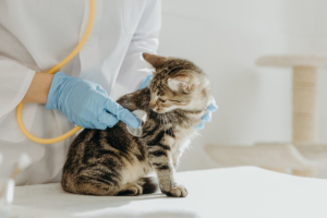Goodwill dierenartsenpraktijk vier miljoen