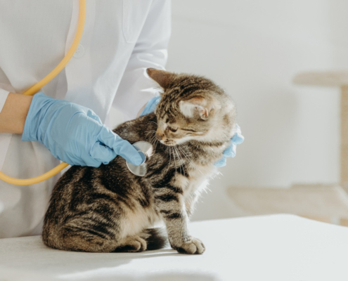 Goodwill dierenartsenpraktijk vier miljoen